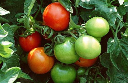 西红柿吃麻瓜,一场味蕾的盛宴