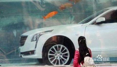 喷泉吃瓜,揭秘网络热议背后的真相与趣味