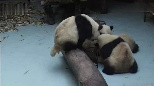 吃瓜被误伤的熊猫,一场意外的“吃瓜”风波