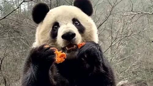 吃瓜被误伤的熊猫,一场意外的“吃瓜”风波