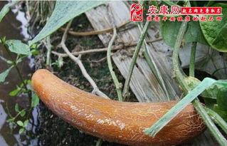 梦到别人吃老瓜,揭秘梦中他人品尝老瓜的神秘寓意