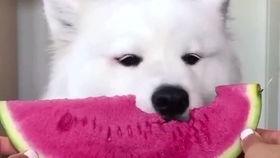 夏日户外吃瓜男,瓜果飘香，男生欢聚时光