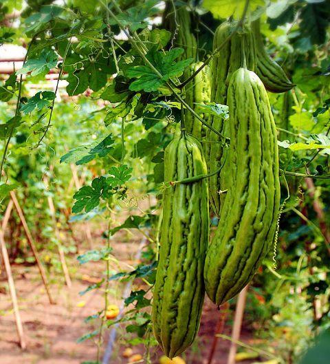 瑞泉茶叶吃瓜,品味瓜果香韵,尽享茶香四溢