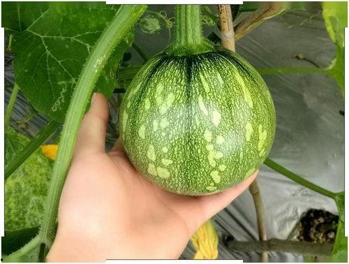 天欢吃瓜,揭秘娱乐圈幕后故事