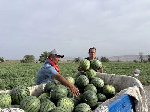 天欢吃瓜,揭秘娱乐圈幕后故事