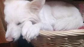 吃瓜的吵闹声,揭秘吃瓜群众的喧嚣世界