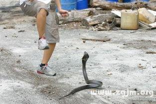 梦到别人吃瓜拿刀砍人,瓜刀人生，梦醒时分