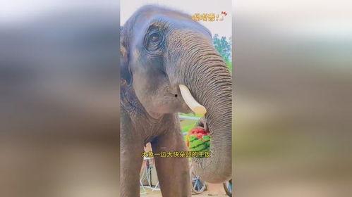 近距离吃瓜视频,揭秘热门视频背后的故事