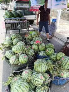 上海莘郊事件吃瓜,揭秘背后真相,吃瓜群众热议