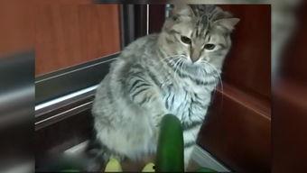 小猫吃熟瓜的话,揭秘熟瓜的诱惑