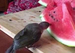 梦见鸟吃瓜,鸟儿啄瓜的神秘寓言