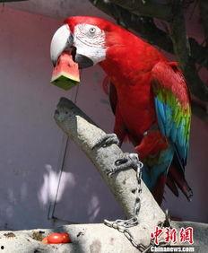 梦见鸟吃瓜,鸟儿啄瓜的神秘寓言