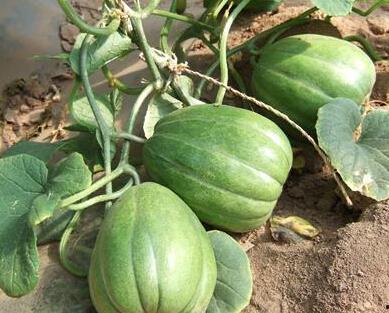 吃瓜广州到合肥,一场美食与文化的深度之旅