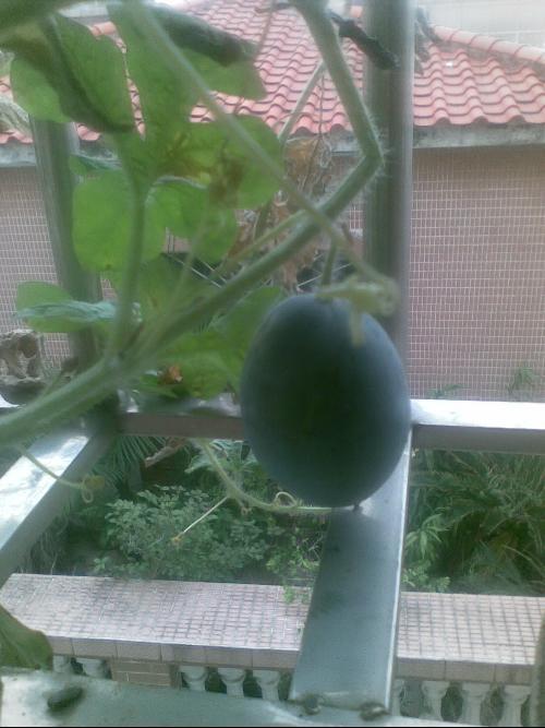 定州阳台吃瓜,揭秘吃瓜群众的欢乐时光