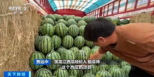 黄村吃瓜,揭秘乡村生活趣味瞬间