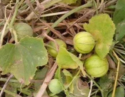 烫伤敢吃蒲瓜吗,营养与安全的双重考量