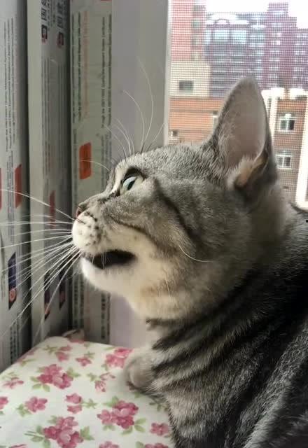 小猫打扰我吃瓜