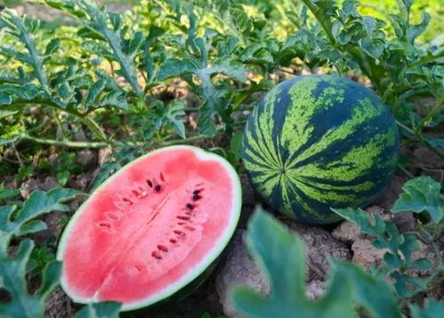 河南财经吃瓜视频,揭秘财经圈那些不为人知的幕后故事