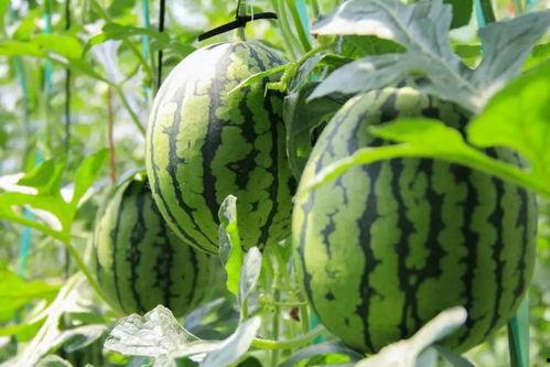 吃瓜群众摘杏,一场夏日里的甜蜜狂欢