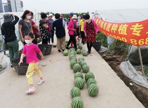 吃瓜群众摘杏,一场夏日里的甜蜜狂欢