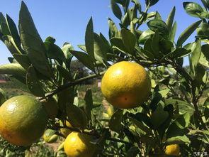 吃瓜的大橘,揭秘娱乐圈幕后风云