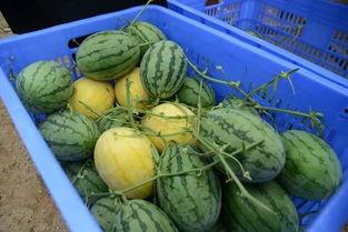 大哪吃瓜网,网络舆论风向标背后的故事