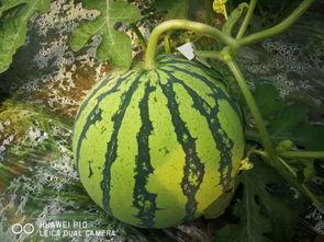 大哪吃瓜网,网络舆论风向标背后的故事