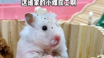 老鼠吃大瓜吗,揭秘它们对大瓜的喜好之谜