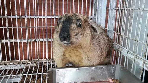 老鼠吃大瓜吗,揭秘它们对大瓜的喜好之谜