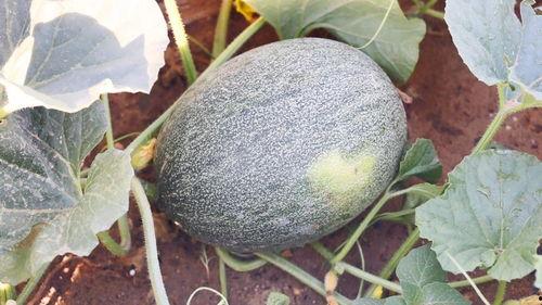 喀纳斯吃瓜,尽享夏日田园风光