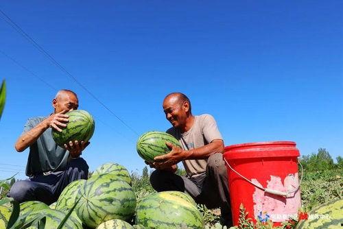 喀纳斯吃瓜,尽享夏日田园风光