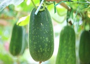 农民只吃瓜好吗,瓜类食品的利与弊探讨