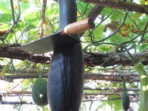 农民只吃瓜好吗,瓜类食品的利与弊探讨