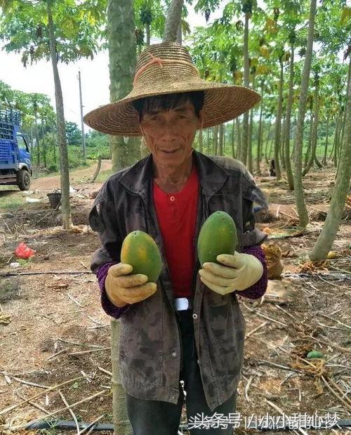 农民只吃瓜好吗,瓜类食品的利与弊探讨