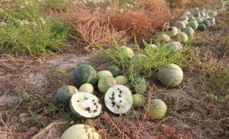 云南话打车吃瓜,云南话版“打车吃瓜”趣事